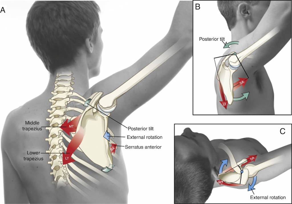 Shoulder muscles