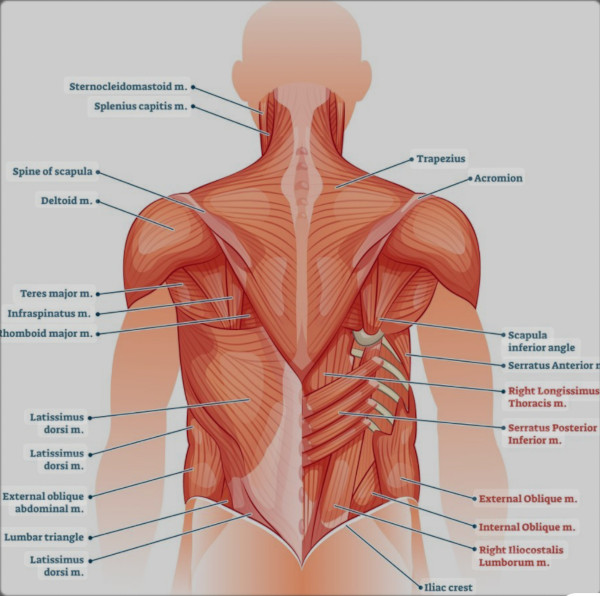 Lumbar muscles anatomy