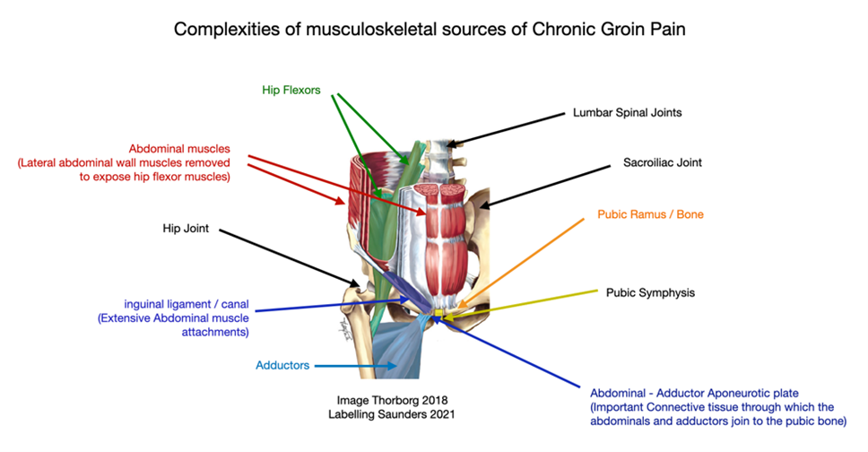 Groin anatomy diagram